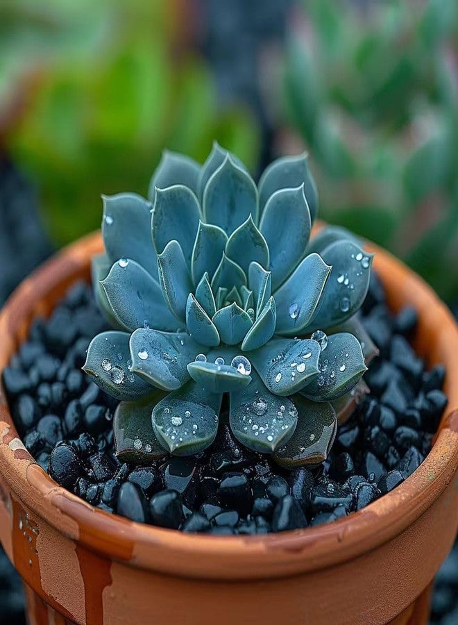 HappyFiller حصى أسود صغير من هابي فيلر، وزن 0.88 رطل، أحجار صغيرة، صخور صغيرة للنباتات العصارية، غطاء تربة للزراعة، أحجار صغيرة، حديقة خيالية، تراريوم، خيزران الحظ، تزيين سطح الصبار، حبيبات قاع حوض السمك - Image 3